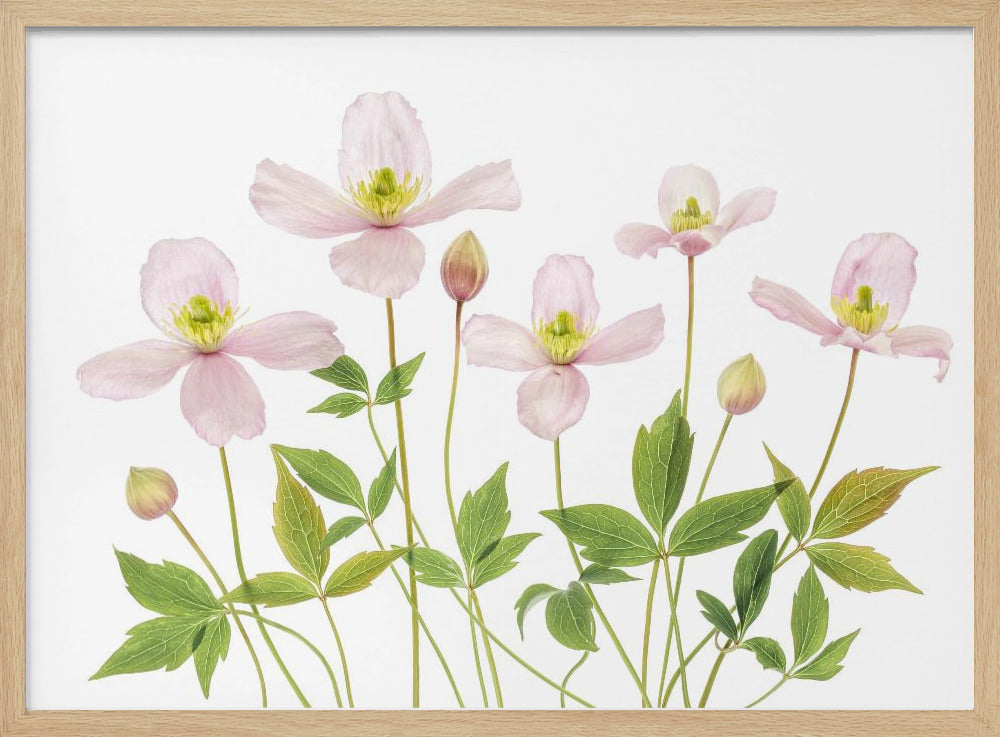 Clematis | Poster