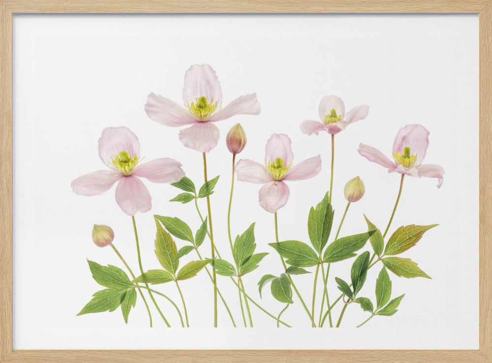 Clematis | Poster