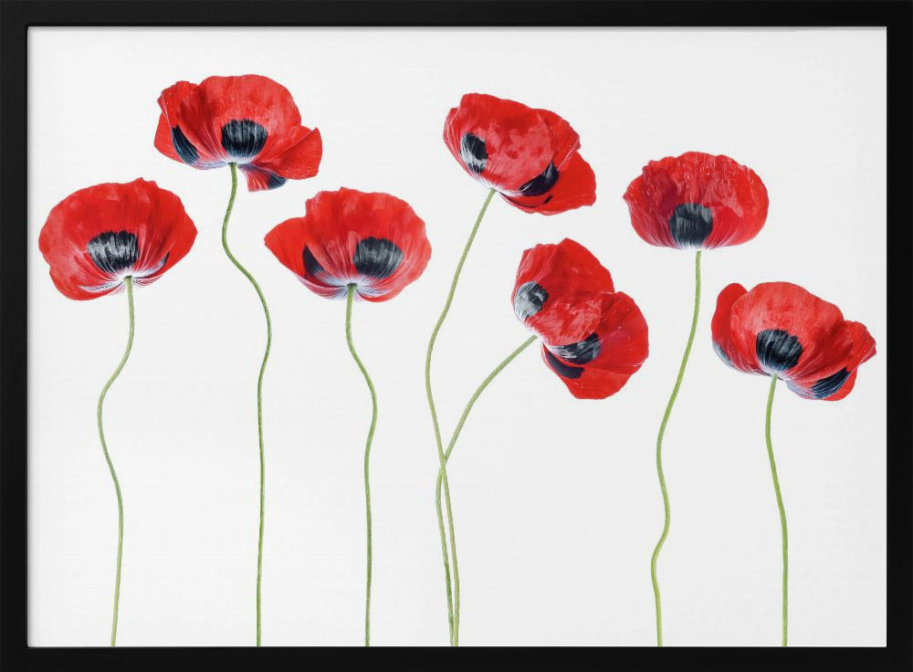 Ladybird Poppies | Poster