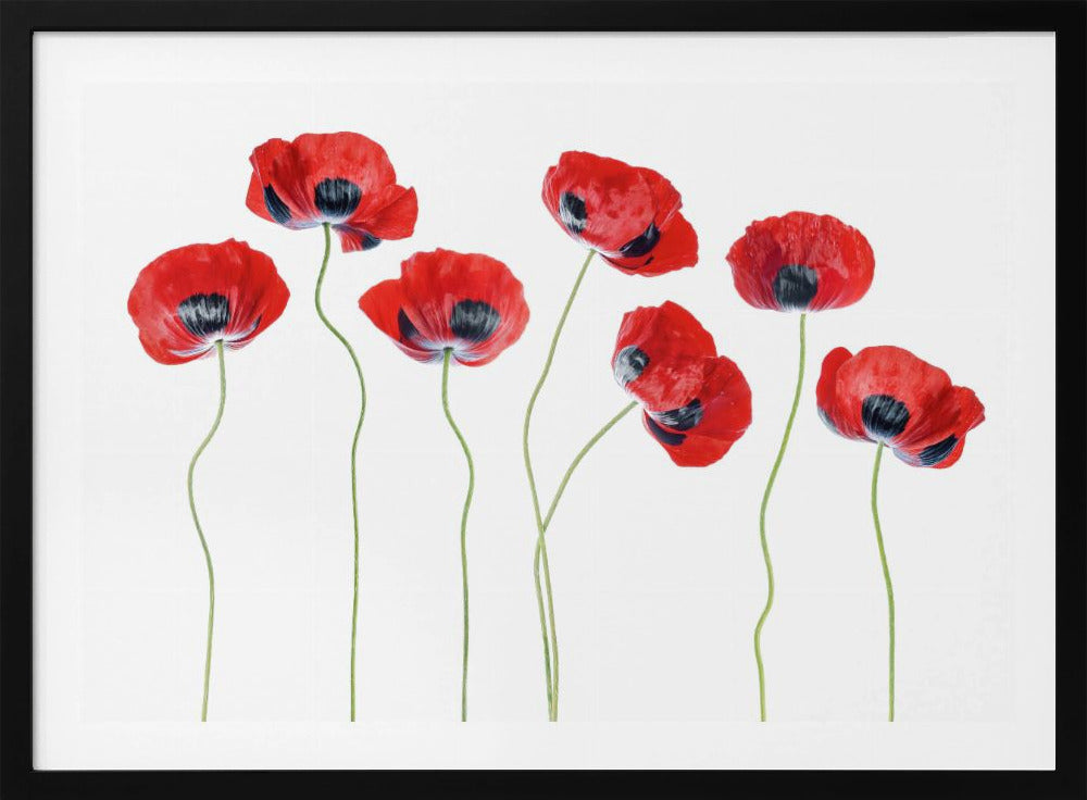 Ladybird Poppies | Poster