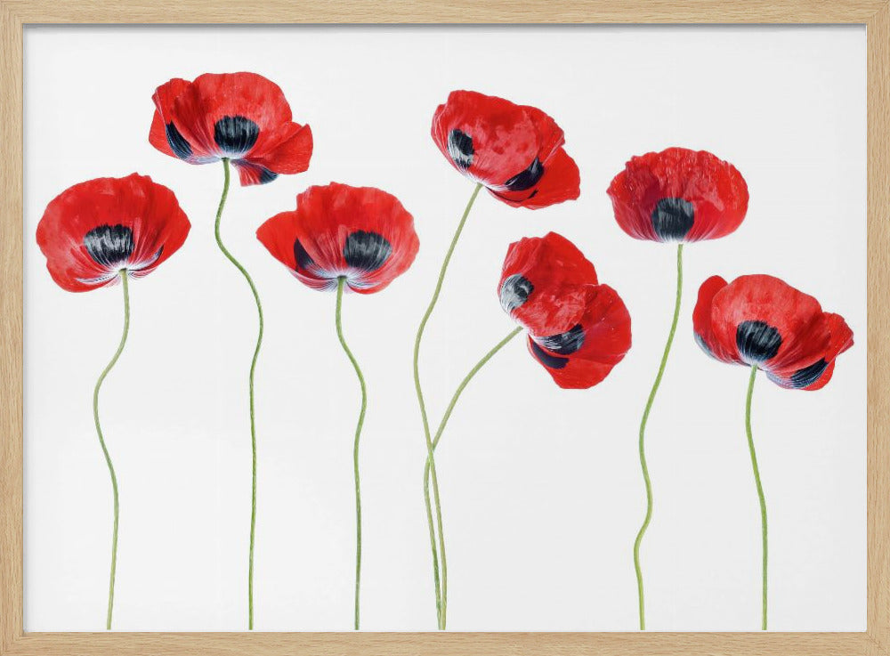 Ladybird Poppies | Poster