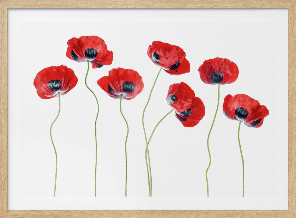Ladybird Poppies | Poster