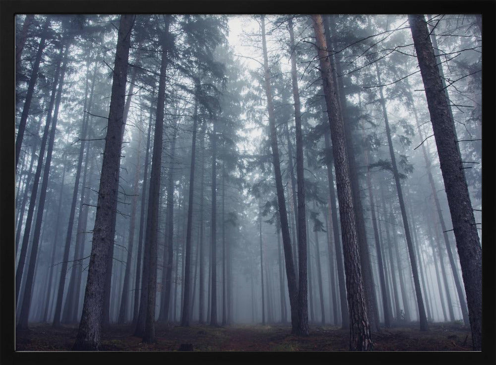 Mysterious foggy forest. | Poster