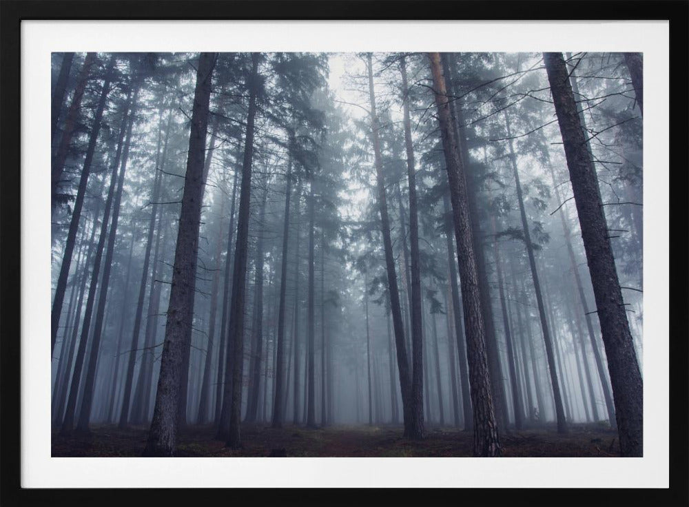 Mysterious foggy forest. | Poster