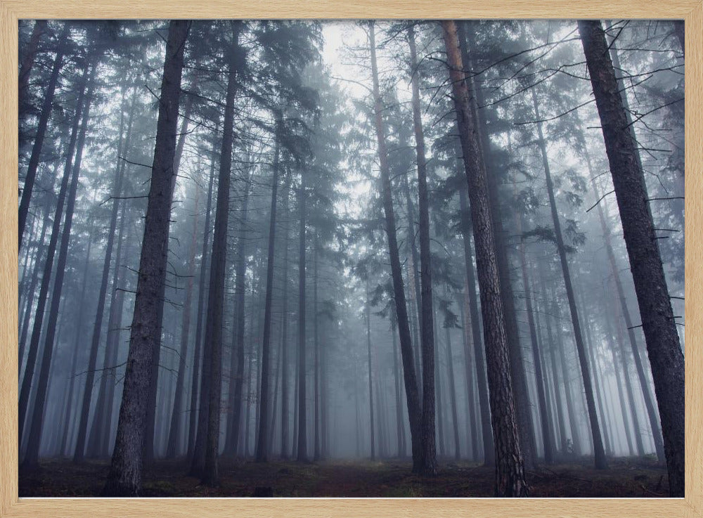 Mysterious foggy forest. | Poster