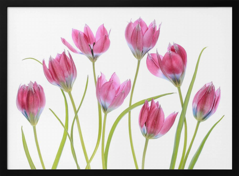 Tulip blush | Poster