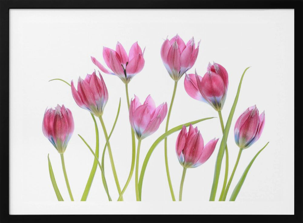 Tulip blush | Poster