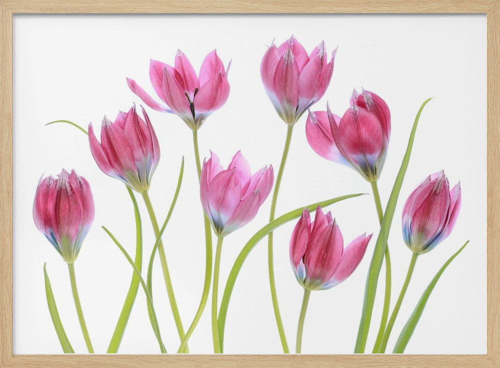 Tulip blush | Poster