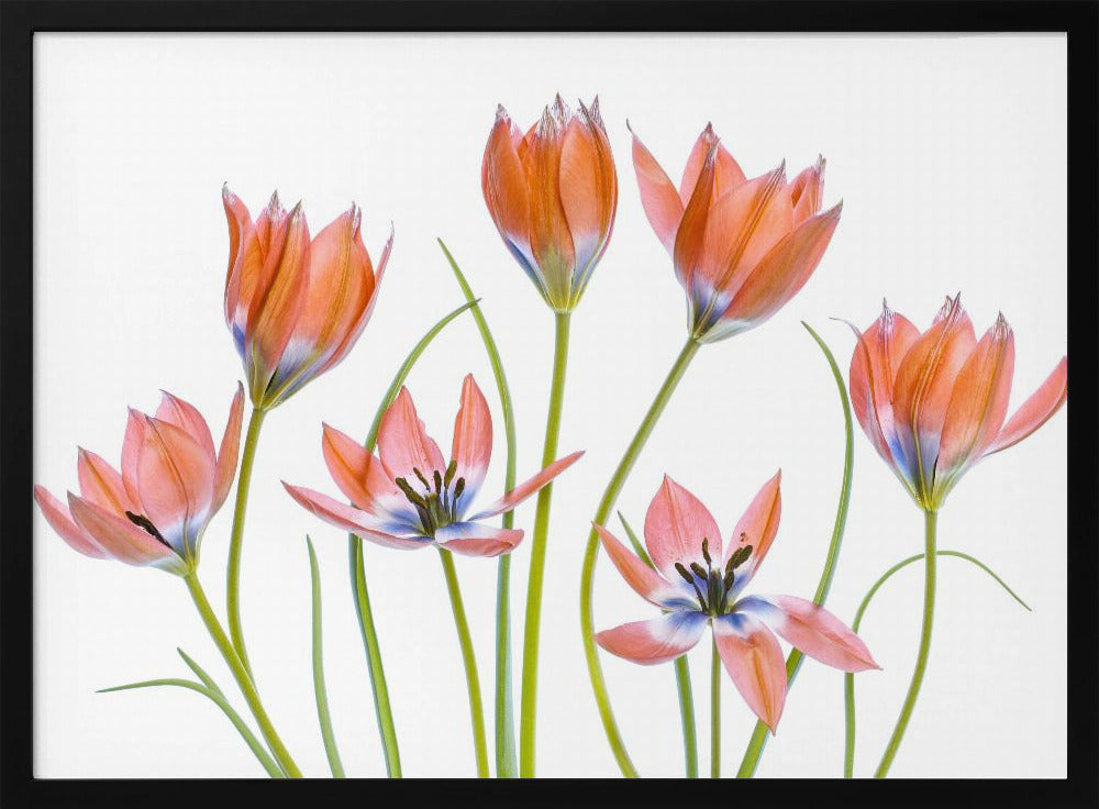 Apricot Tulips | Poster