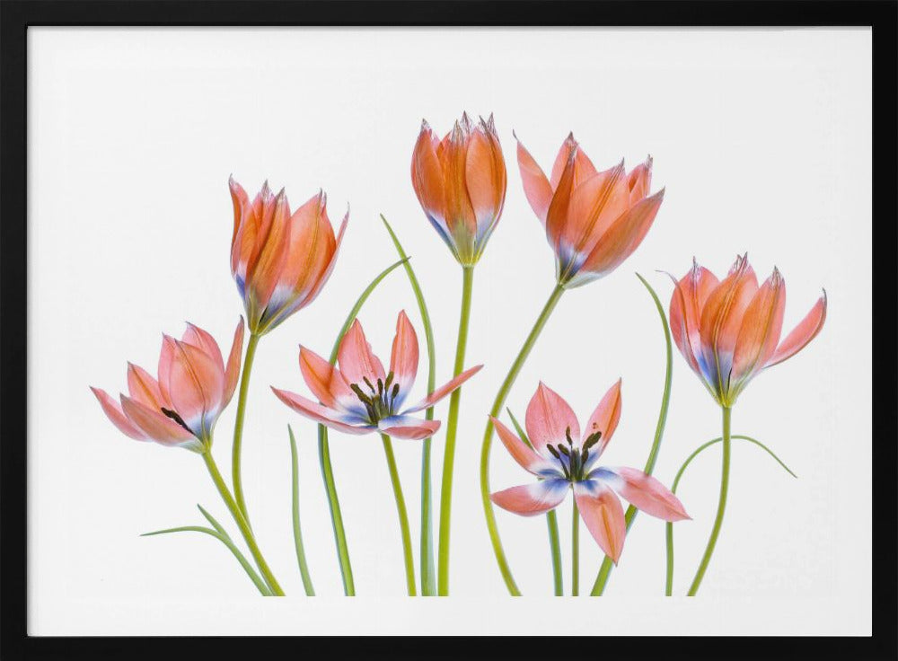 Apricot Tulips | Poster