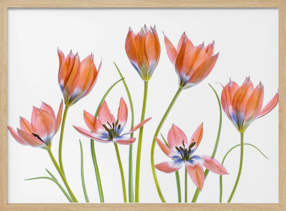 Apricot Tulips | Poster