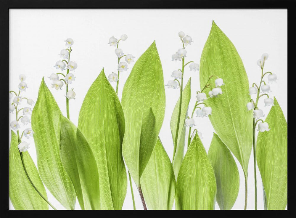 Lily of the valley | Poster
