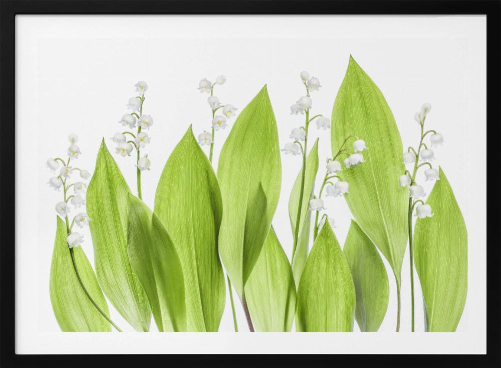Lily of the valley | Poster