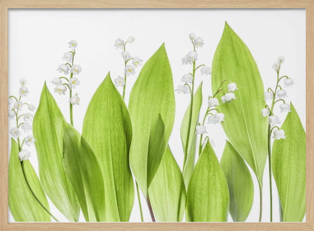 Lily of the valley | Poster