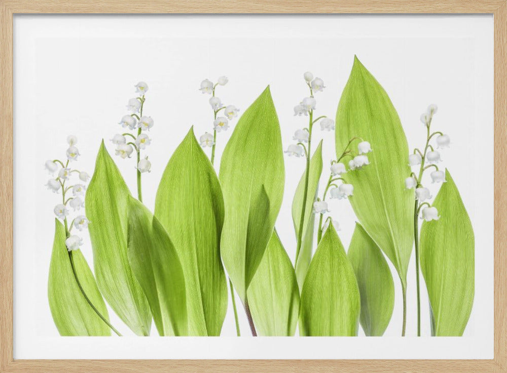Lily of the valley | Poster