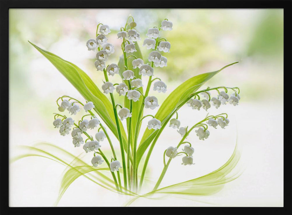 Lily of the valley | Poster
