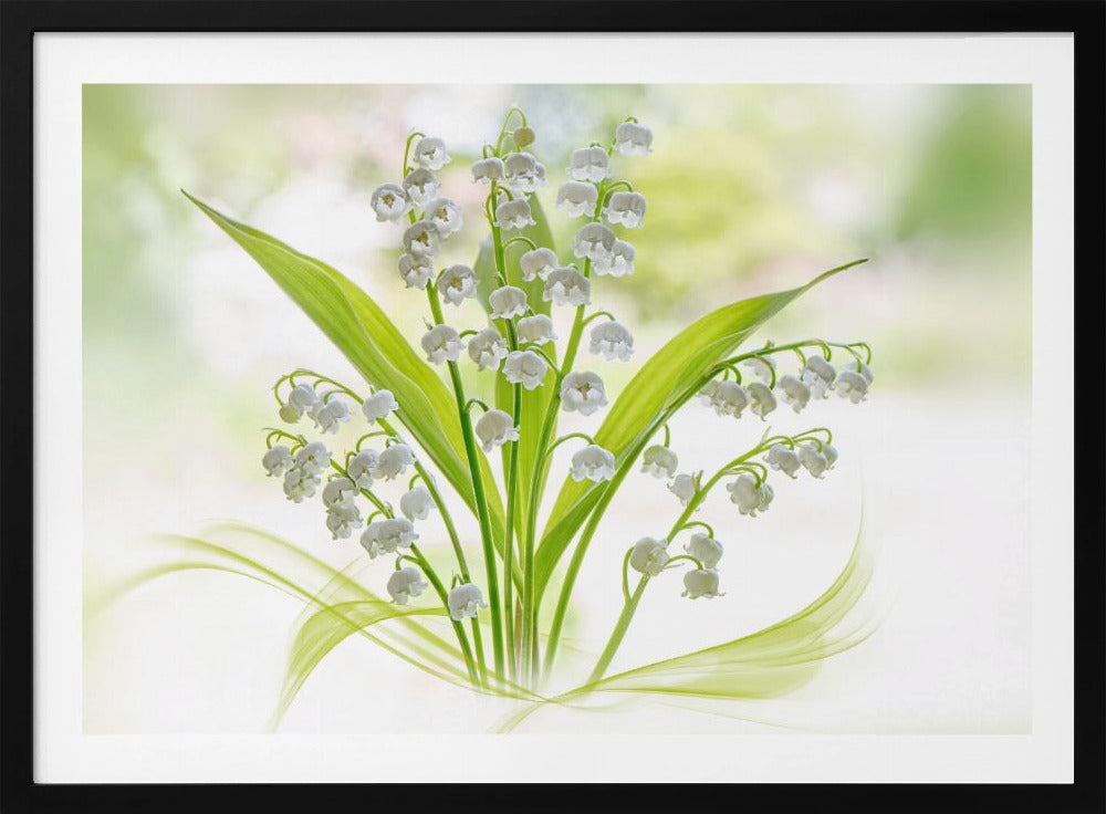 Lily of the valley | Poster