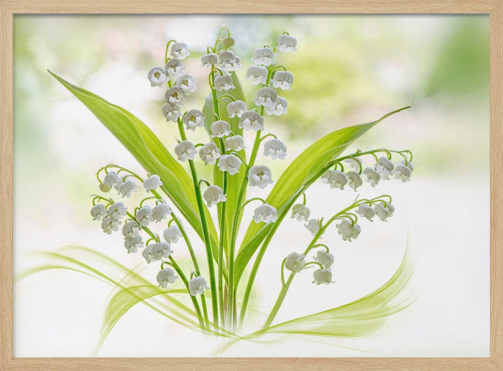 Lily of the valley | Poster