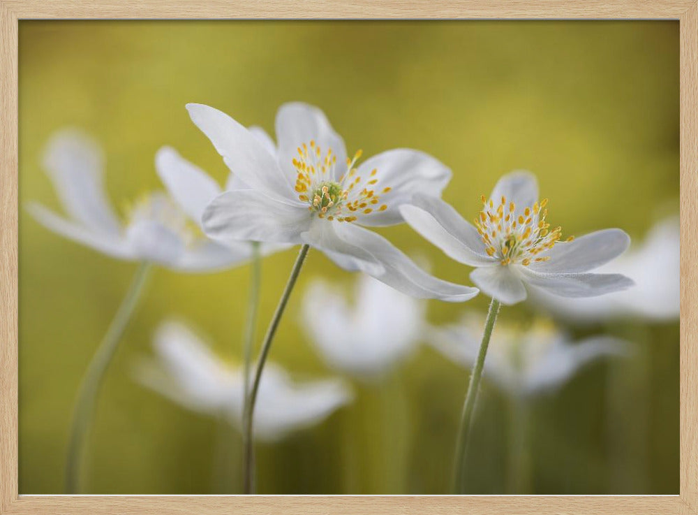 Wood Anemones | Poster