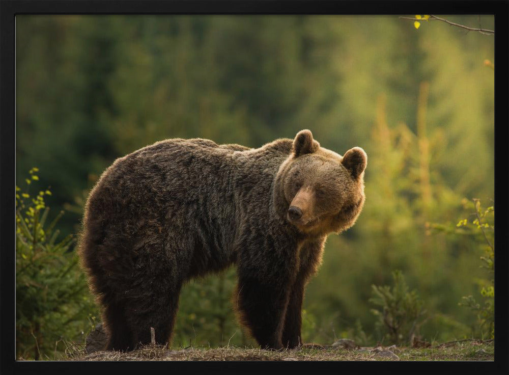 Backlit bear | Poster