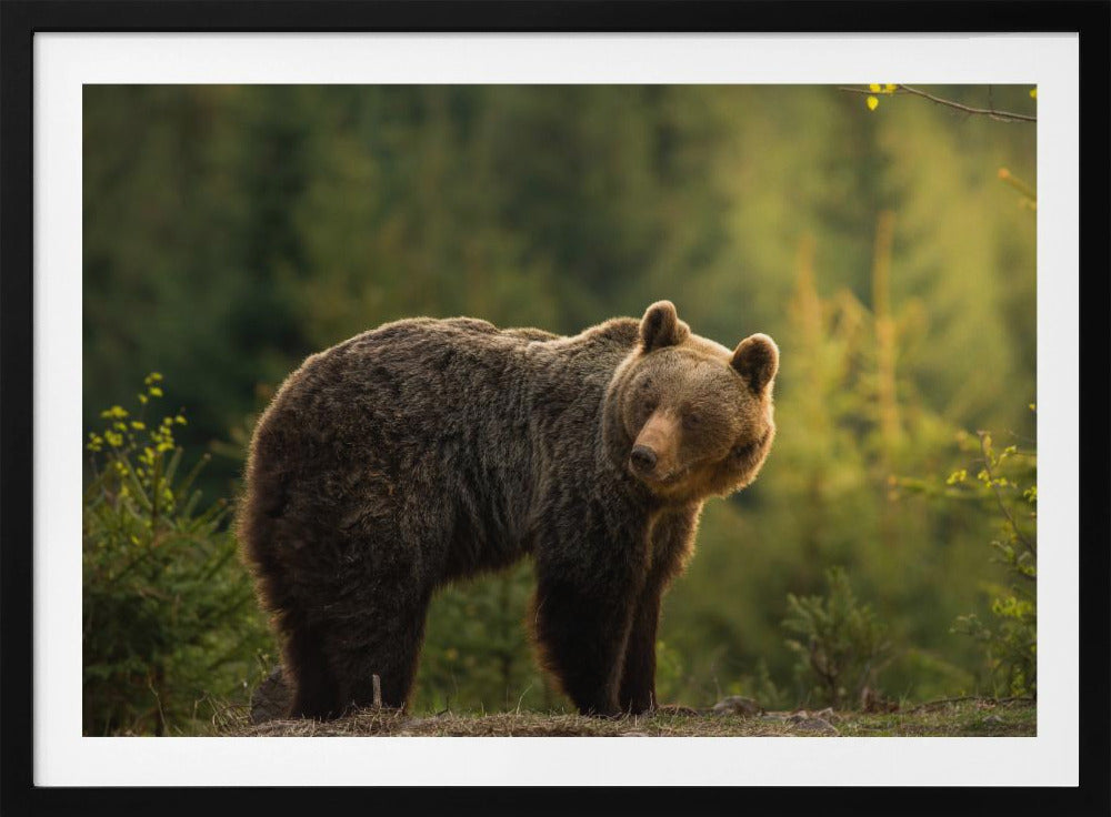 Backlit bear | Poster