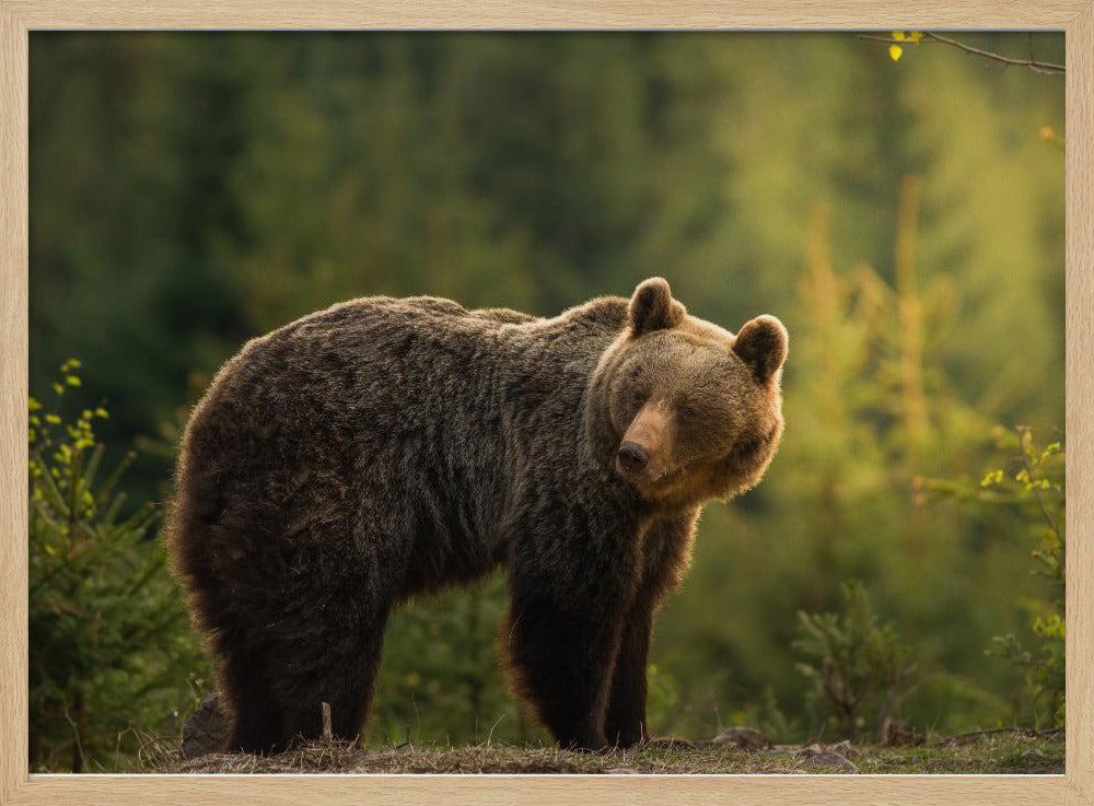 Backlit bear | Poster