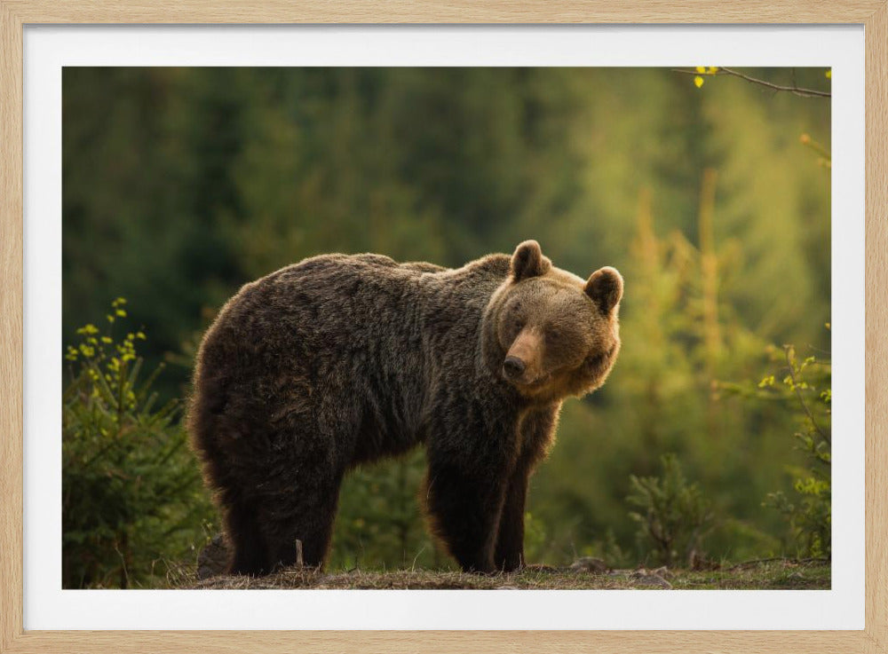 Backlit bear | Poster