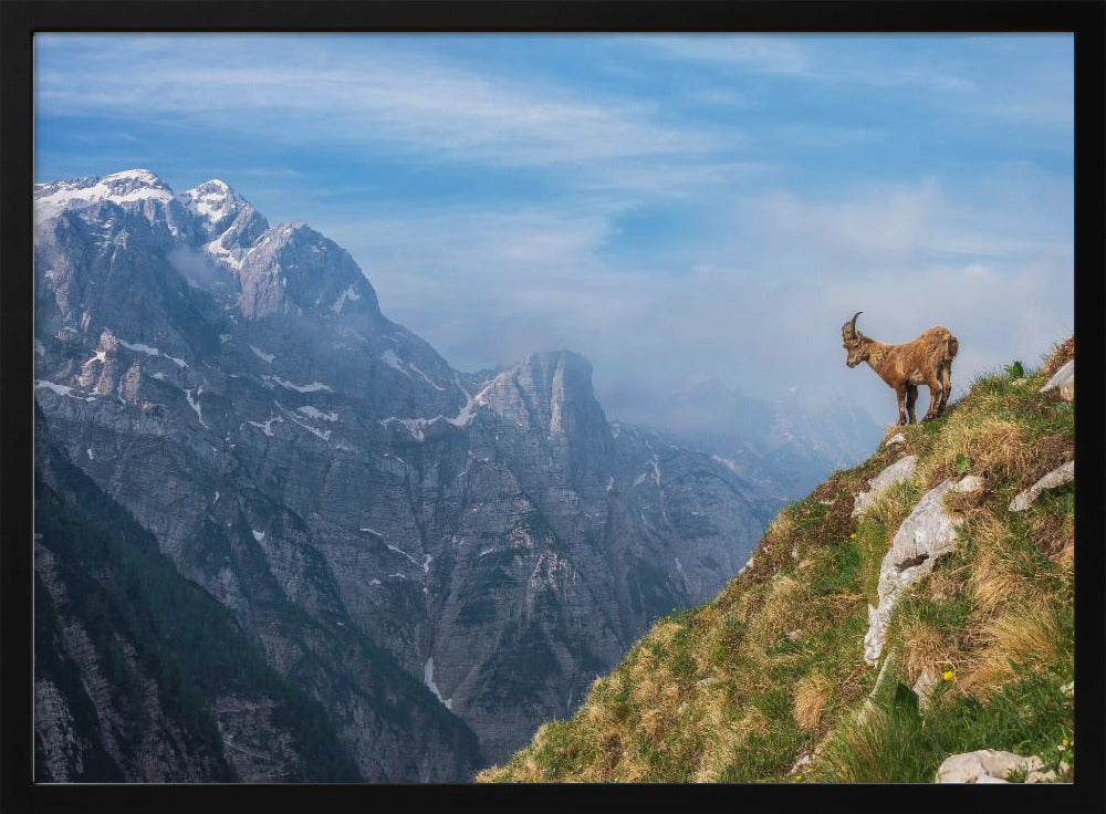 Alpine Ibex in the mountains | Poster