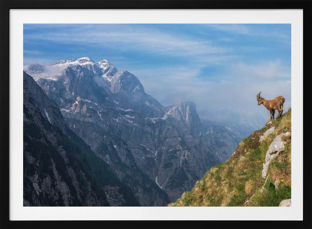 Alpine Ibex in the mountains | Poster