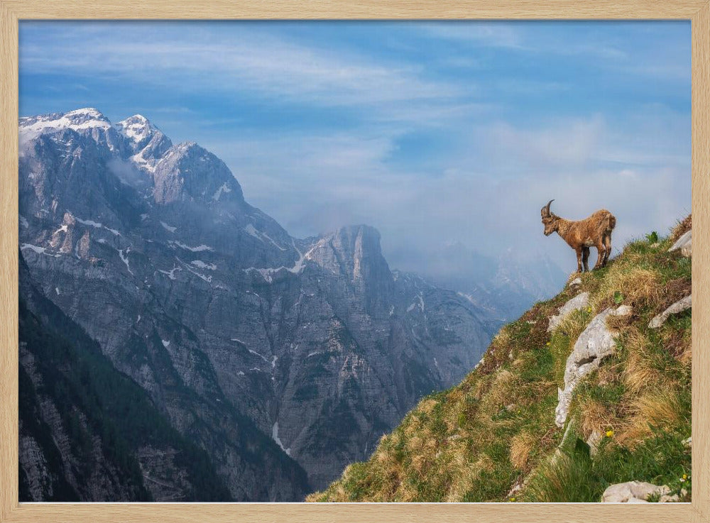Alpine Ibex in the mountains | Poster