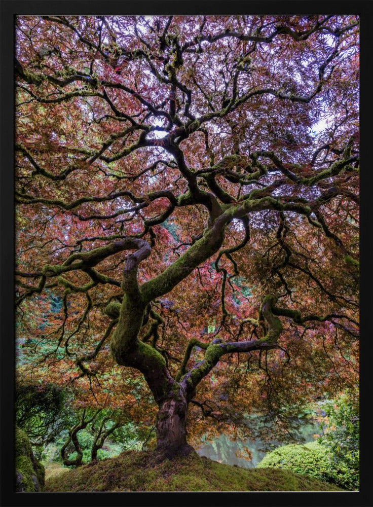 Japanese Maple Tree | Poster