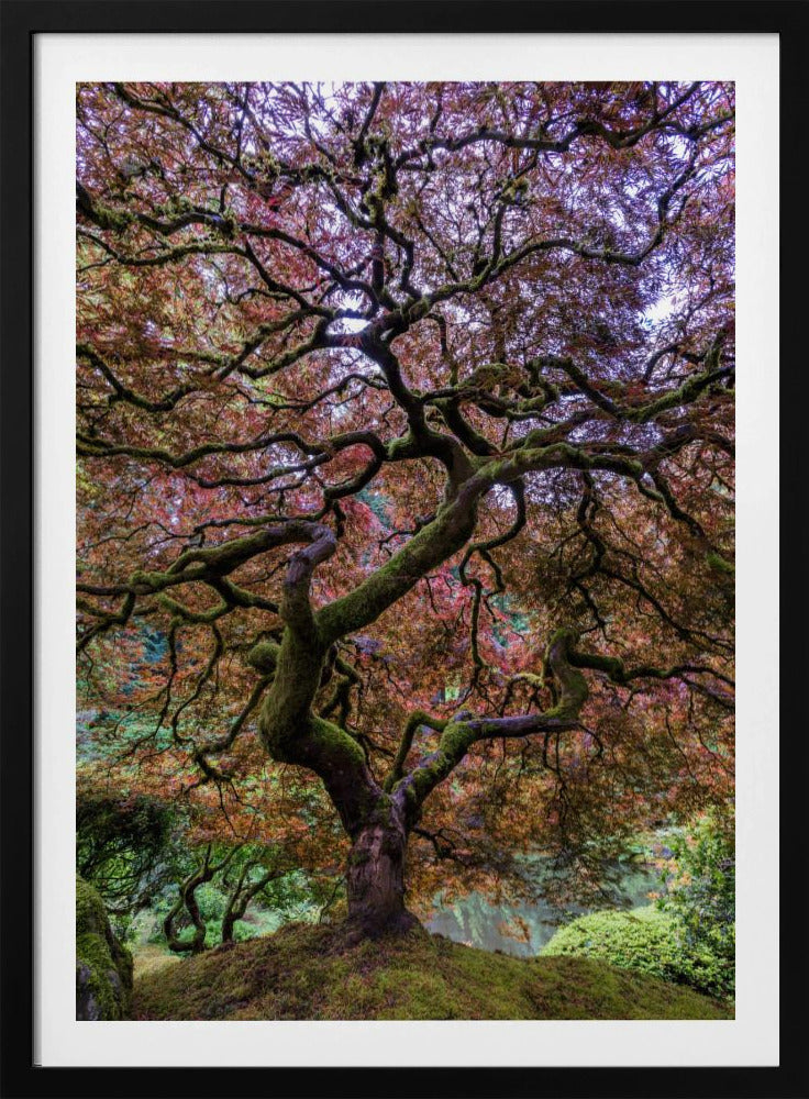 Japanese Maple Tree | Poster