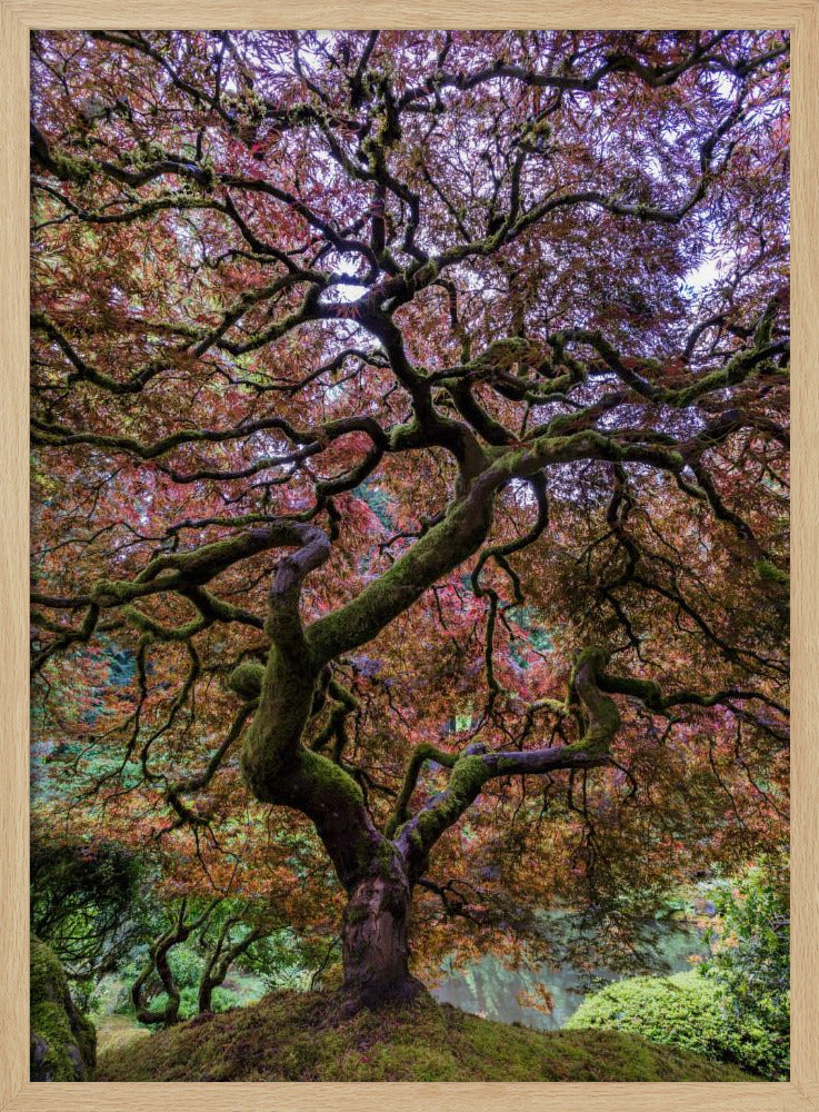 Japanese Maple Tree | Poster