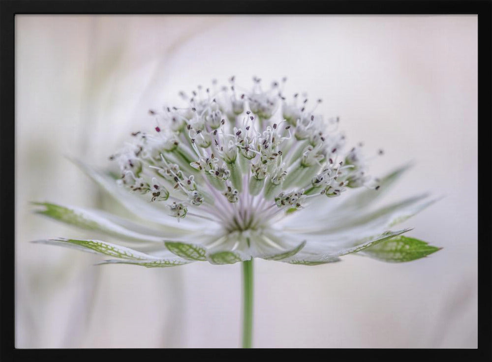 Astrantia | Poster