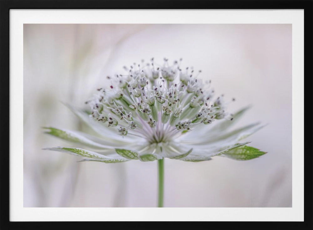 Astrantia | Poster