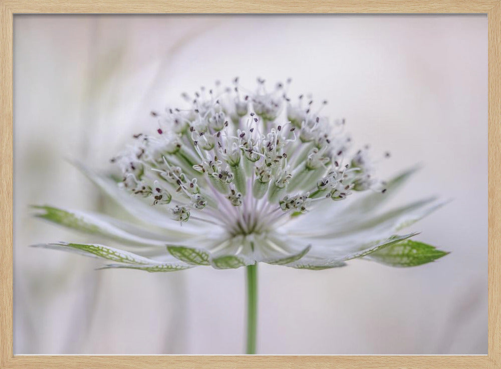 Astrantia | Poster