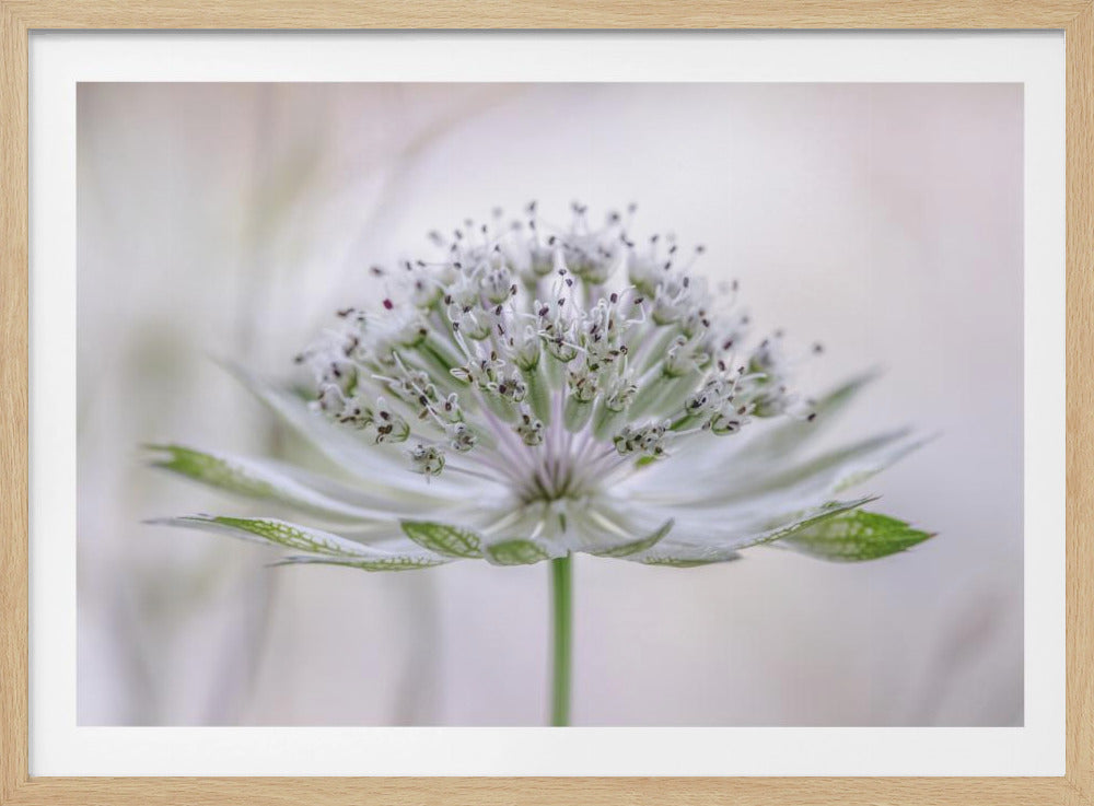 Astrantia | Poster