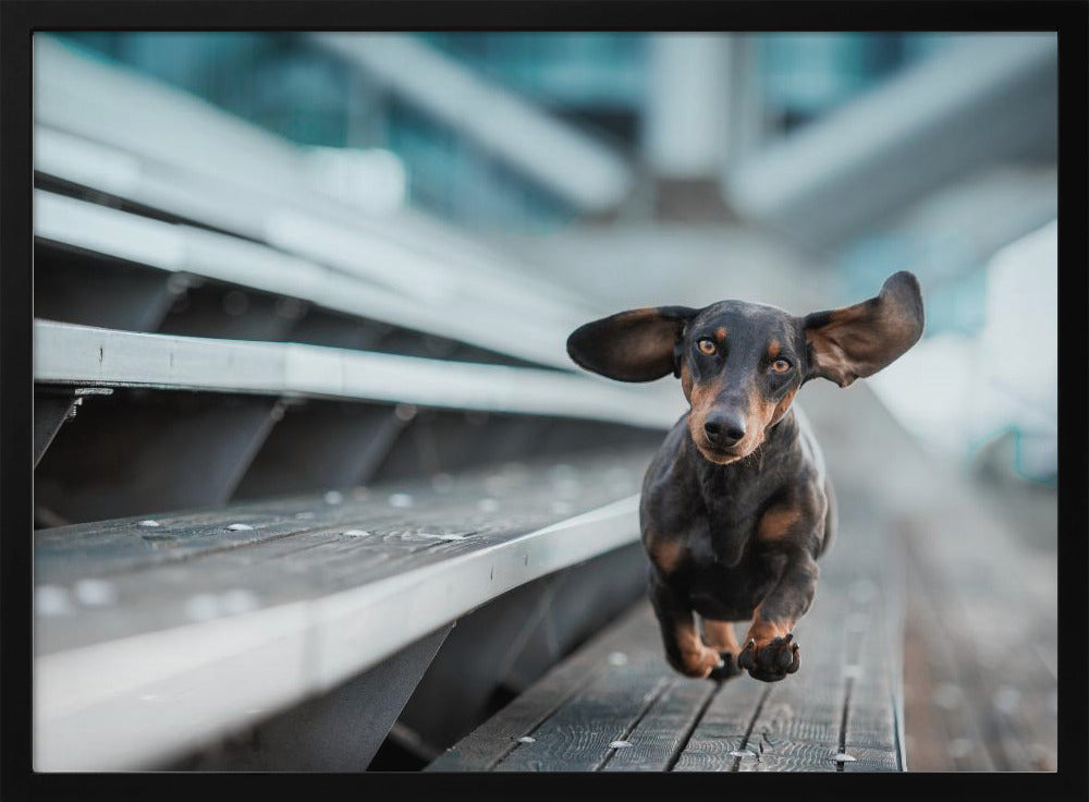Ein kleiner Hund läuft durch die Welt.... | Poster