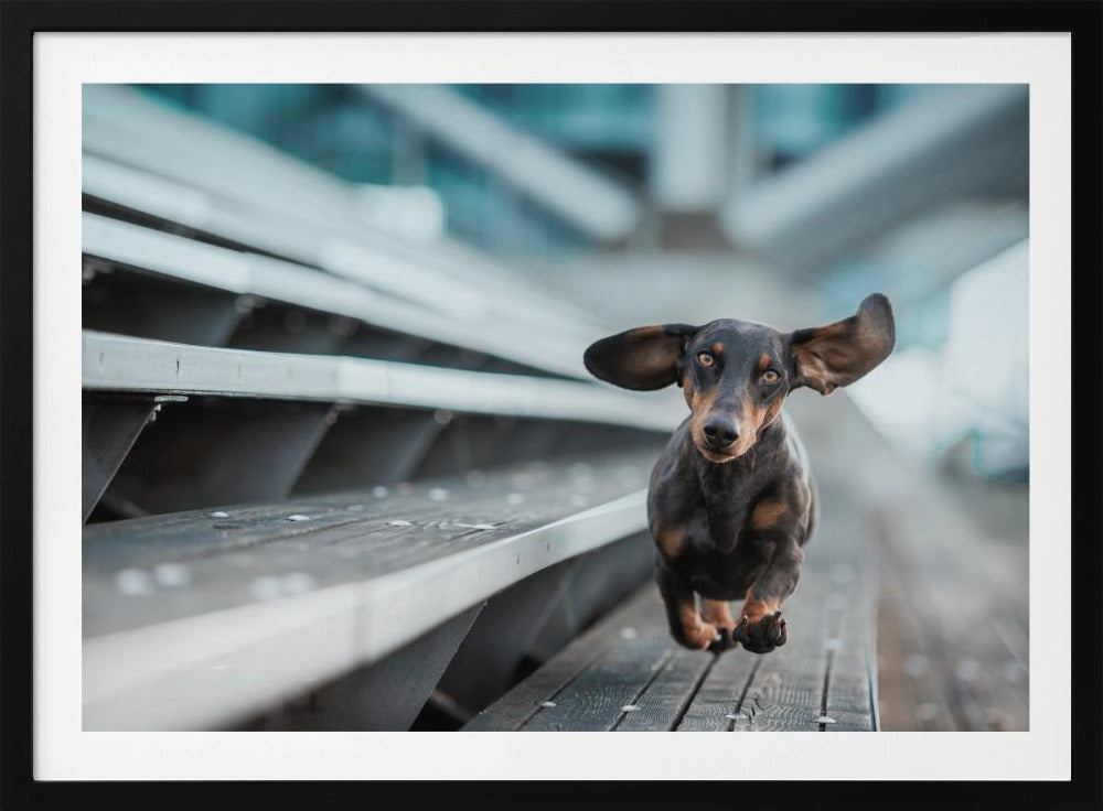 Ein kleiner Hund läuft durch die Welt.... | Poster