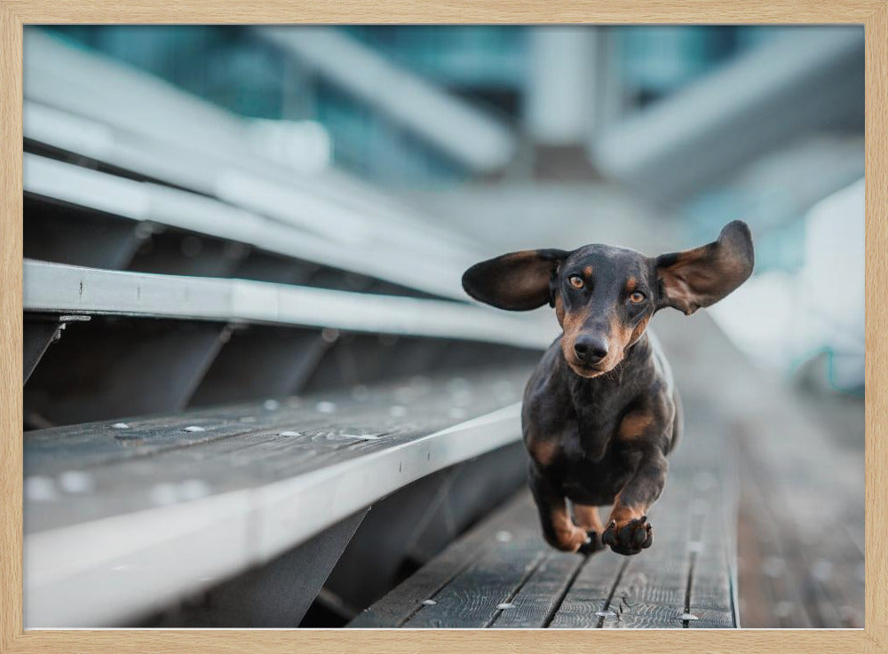 Ein kleiner Hund läuft durch die Welt.... | Poster