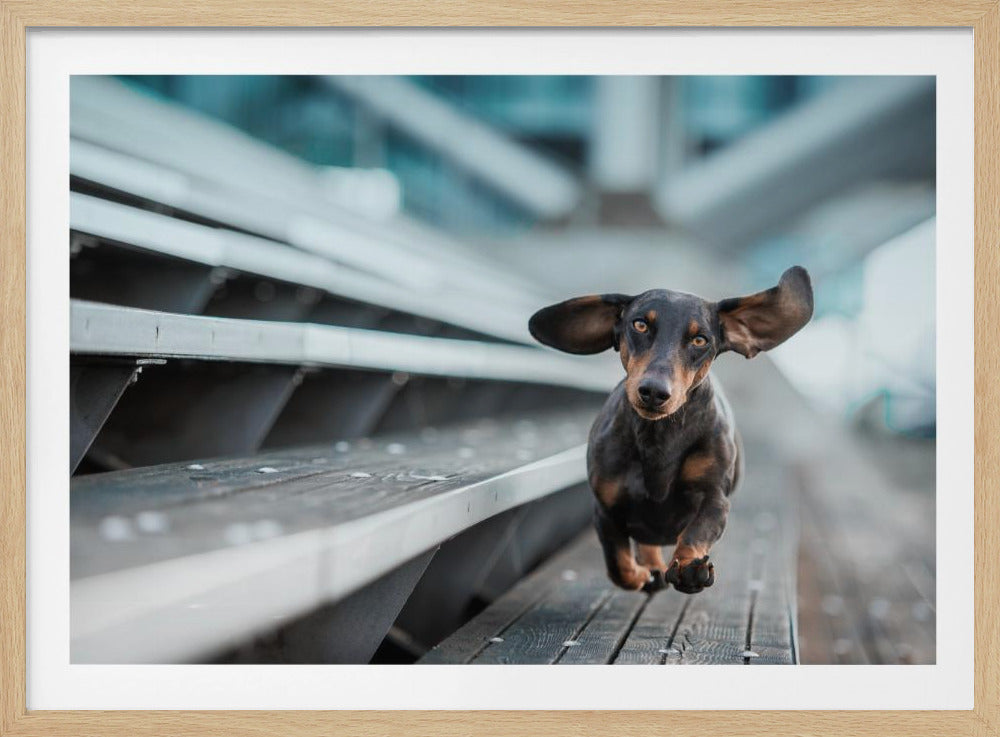 Ein kleiner Hund läuft durch die Welt.... | Poster