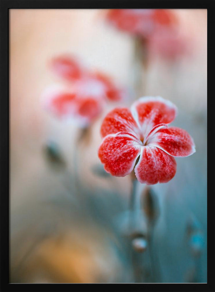 Dianthus | Poster