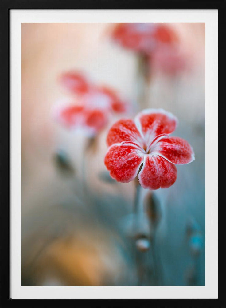 Dianthus | Poster