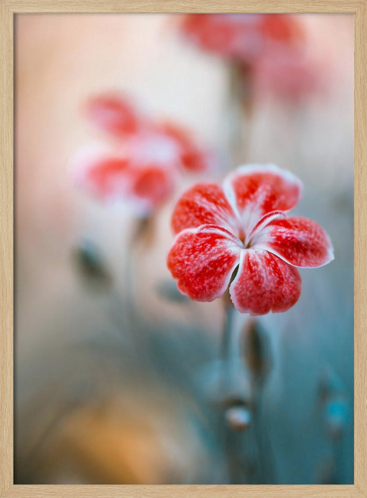 Dianthus | Poster