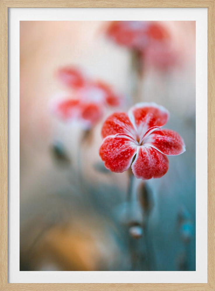 Dianthus | Poster