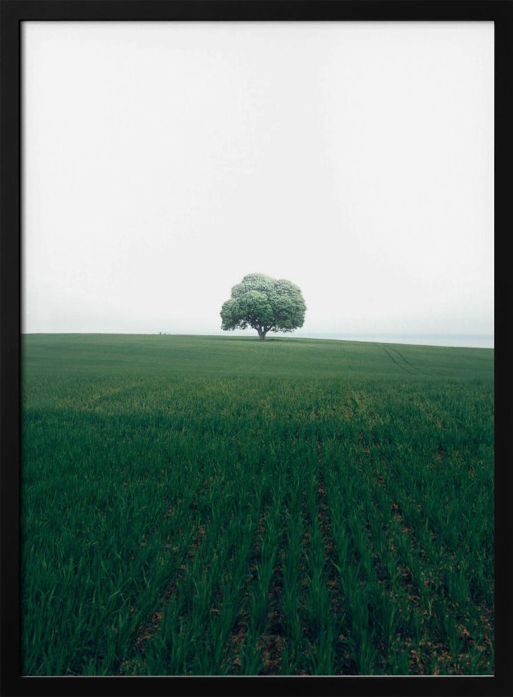 The lonely oak tree | Poster