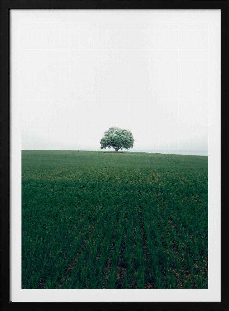 The lonely oak tree | Poster