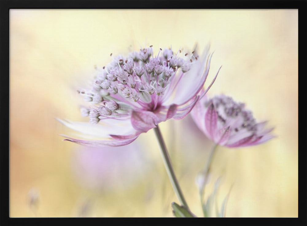Pink Astrantia | Poster