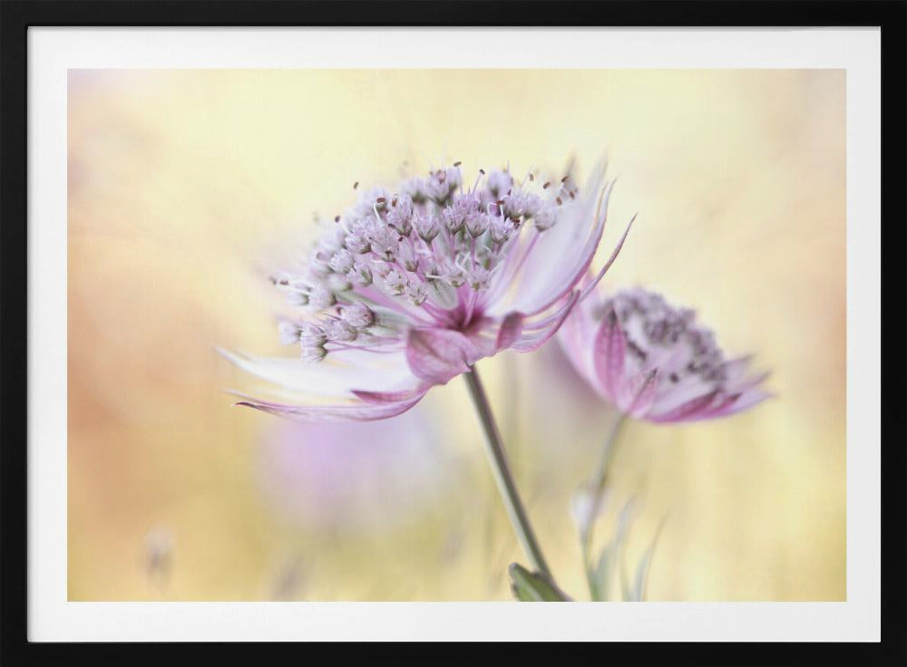 Pink Astrantia | Poster