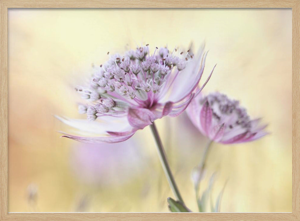 Pink Astrantia | Poster